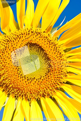 Image of Sunflower