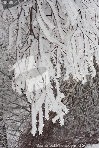 Image of Winter forest