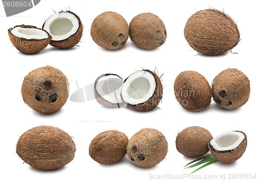 Image of Coconuts