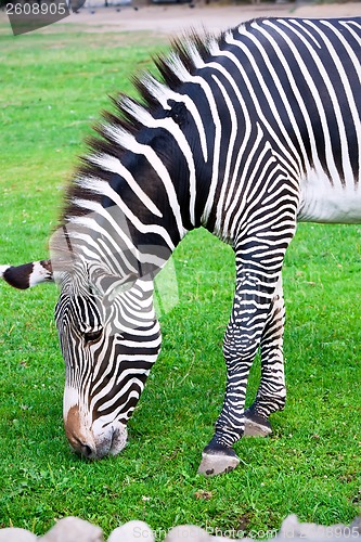 Image of Zebra