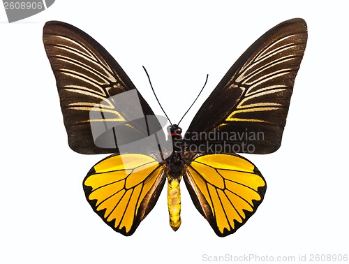 Image of Butterfly Troides Magellanus