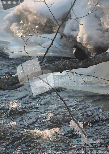 Image of The winter river