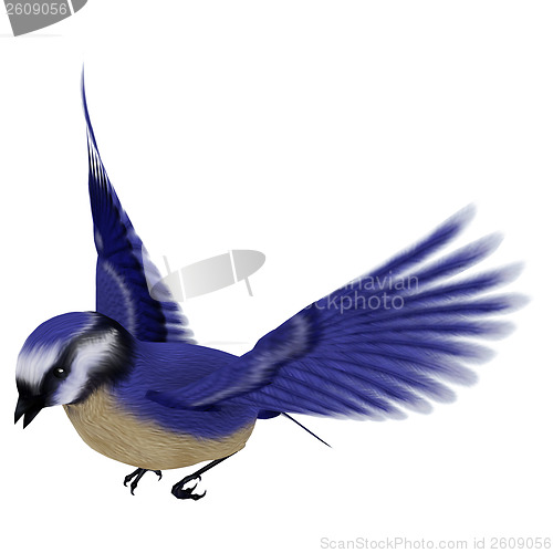 Image of Florida Jay Bird
