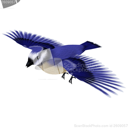 Image of Florida Jay Bird