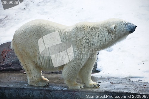 Image of Polar bear