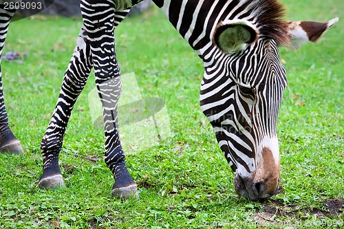 Image of Zebra