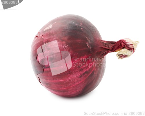 Image of Onion