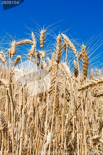 Image of Wheat field