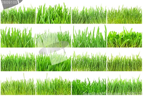 Image of Green grass