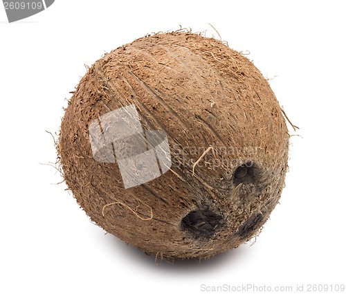 Image of Coconut