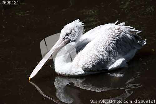 Image of Pelican