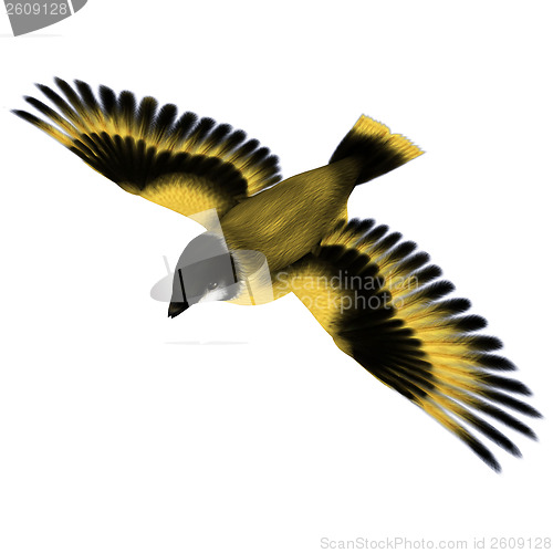 Image of Flying Goldfinch Bird