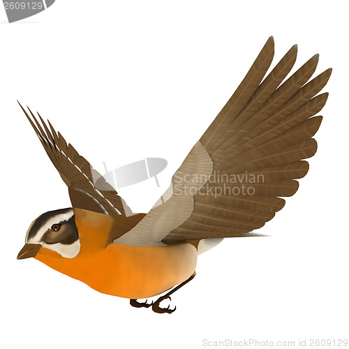 Image of Songbird Grosbeak