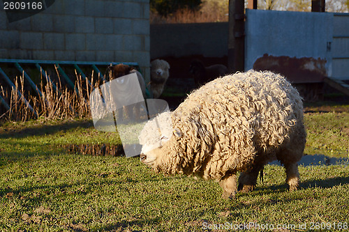 Image of Greyface Dartmoor sheep with thick curly fleece