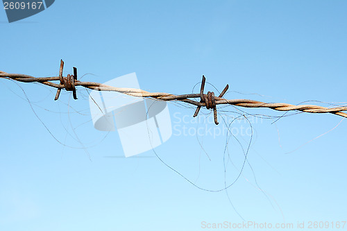 Image of Horse hair trapped in barbed wire