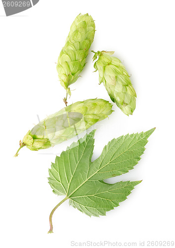 Image of Hop and leaf