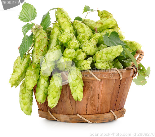 Image of Green hops in a wooden basket