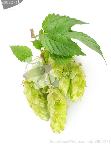 Image of Branch of hops