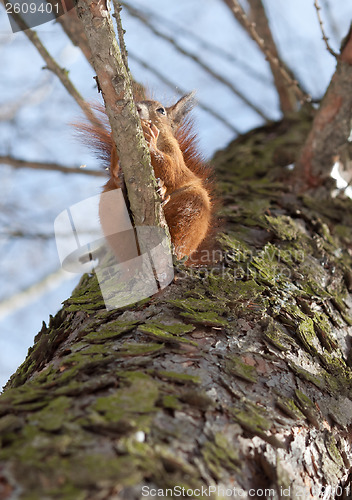 Image of Red squirrel