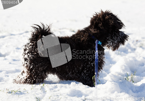 Image of Miniature schnauzer