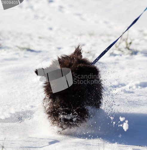 Image of Miniature schnauzer running