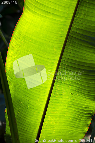 Image of Leaf
