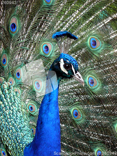 Image of Peacock