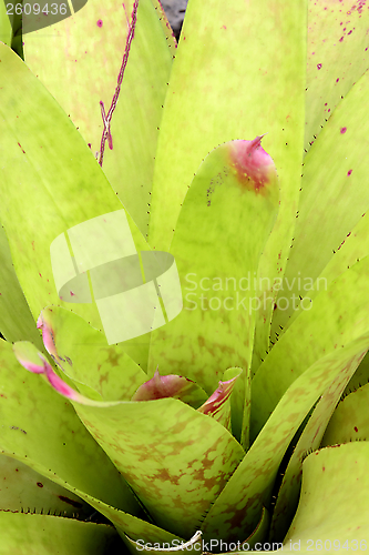 Image of Bromeliad