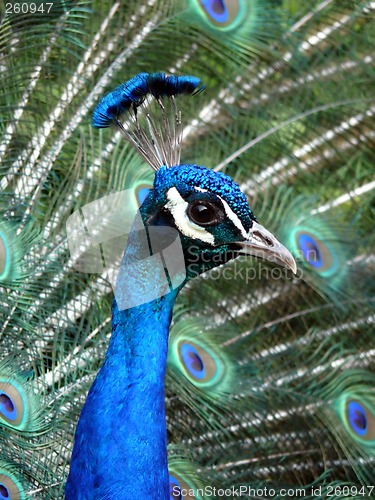 Image of Peacock