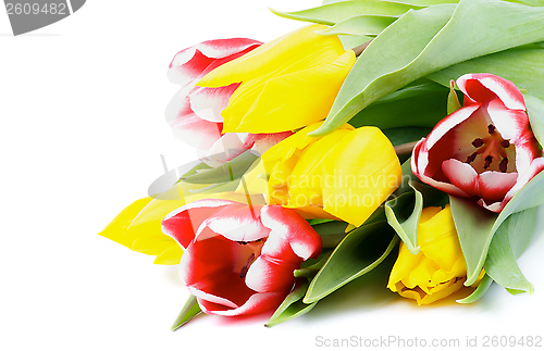 Image of Spring Tulips