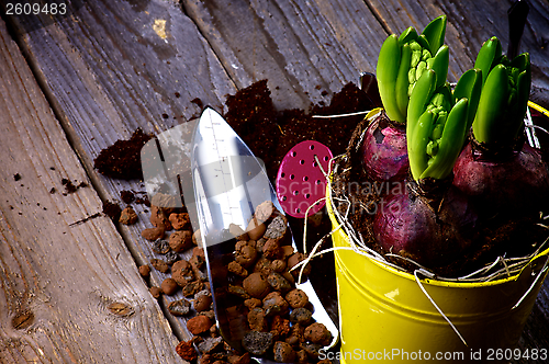 Image of Planting Hyacinth Bulbs