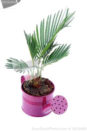 Image of Little Palm Chrysalidocarpus Areca