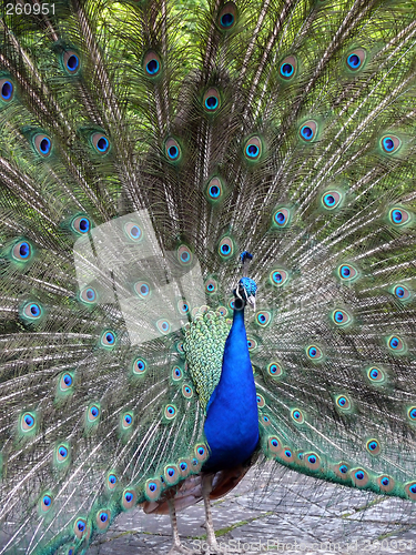 Image of Peacock