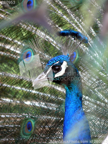 Image of Peacock