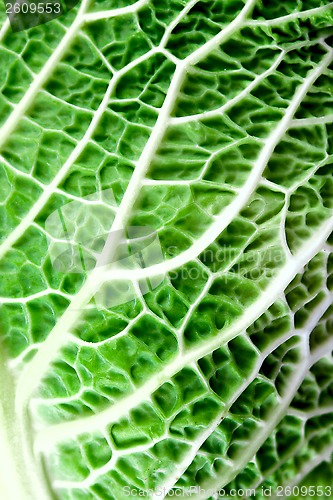 Image of savoy cabbage leaf