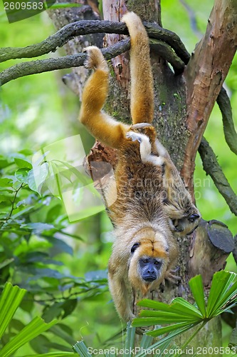 Image of Mantled Howler Monkey