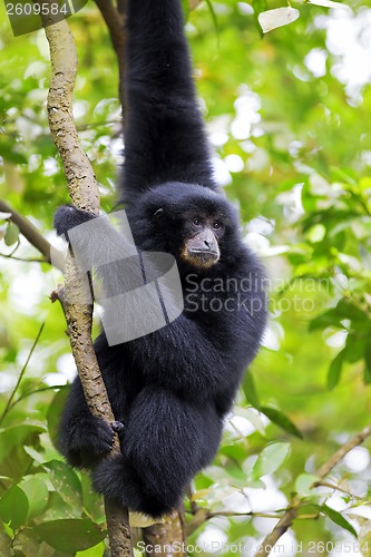 Image of Siamang Gibbon