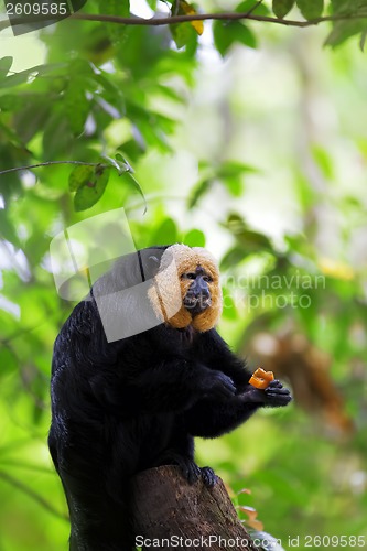 Image of White-faced Saki Monkey