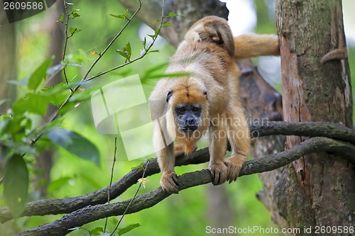 Image of Mantled Howler Monkey