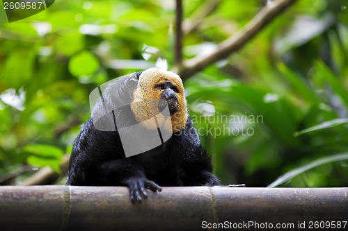 Image of White-faced Saki Monkey