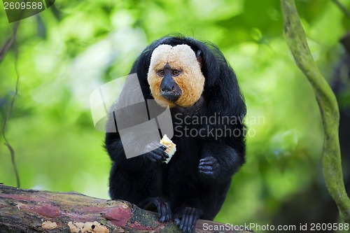 Image of White-faced Saki Monkey