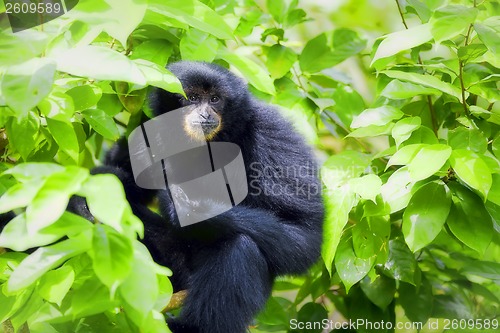 Image of Siamang Gibbon