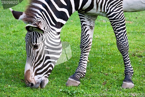 Image of Zebra