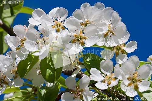 Image of Apple flowers