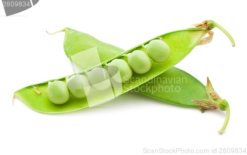 Image of Pea