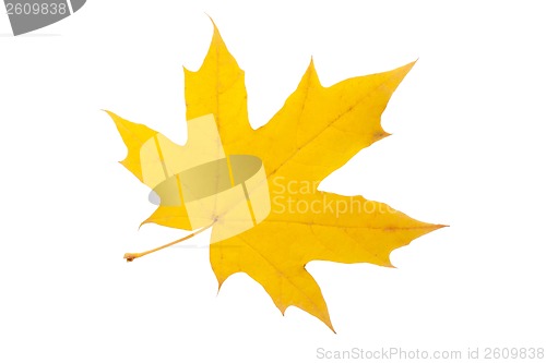 Image of Maple leaf