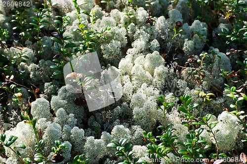 Image of Lichen