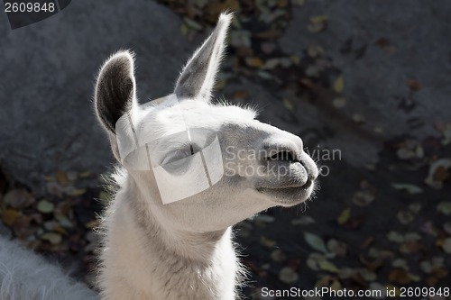 Image of Llama