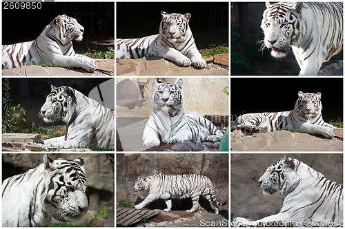 Image of White Tiger