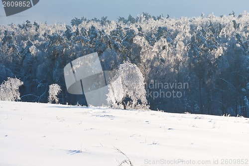 Image of Winter forest